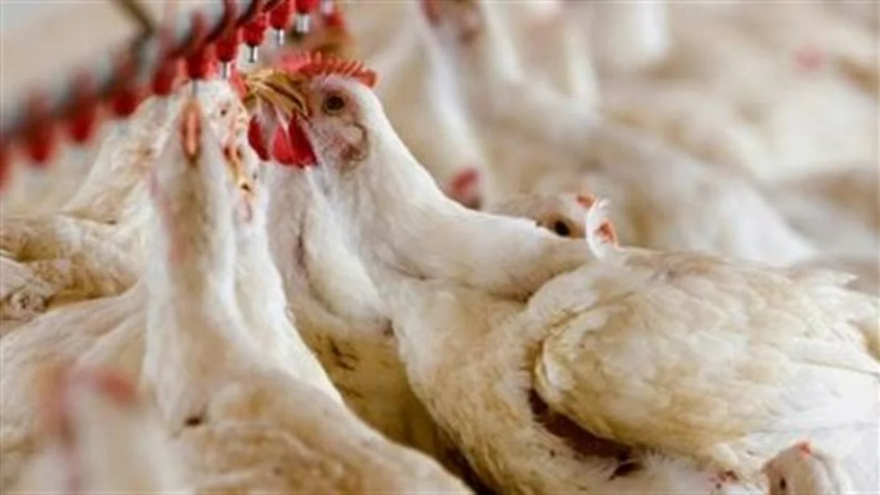 تغيرات مفاجئة.. تفاوت أسعار الكتاكيت في بورصة الدواجن بأسواق مصر اليوم